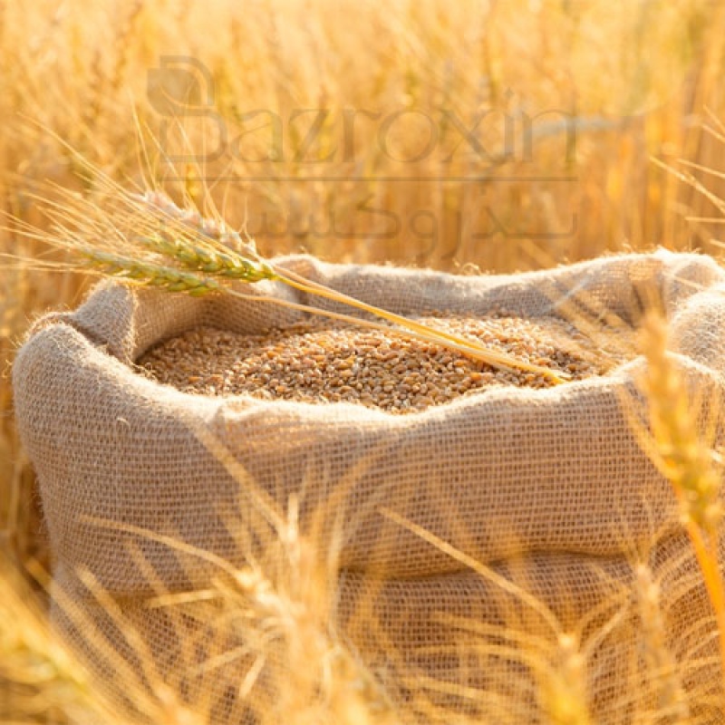 قیمت گندم