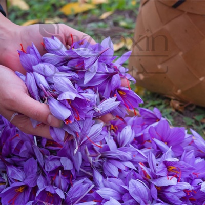 کاشت زعفران