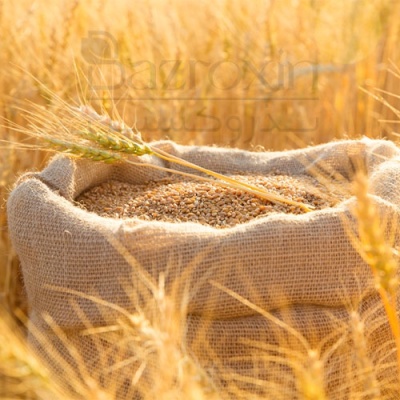 قیمت گندم